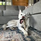 One X-Large Split premium Elk Antler Dog Chew - Free Shipping