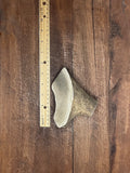 One Medium Split Premium Antler Dog Chew - FREE SHIPPING
