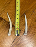 3-Pack Small Premium Deer Antler Dog Chews - FREE SHIPPING